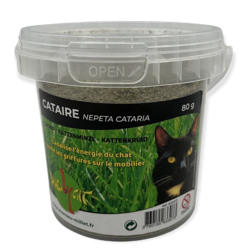 Culture de l'herbe à chat et utilisation de la cataire