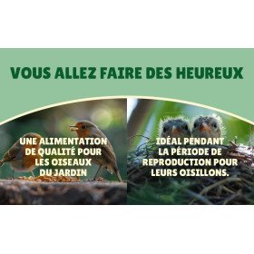 Vers de farine en gros