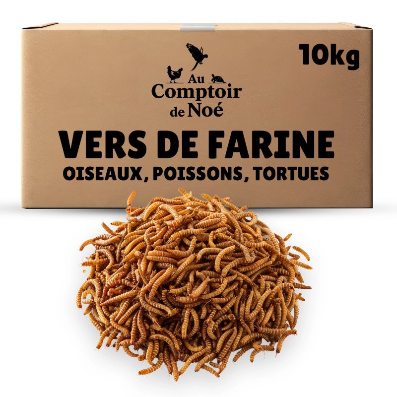 Vers de farine en gros