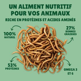 Vers de farine séchés en gros