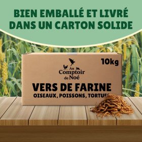 Vers de farine en gros