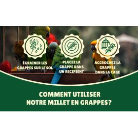 Millet en grappe jaune 15Kg brut- cultivé en Anjou