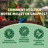 Millet en grappe jaune 15Kg brut- cultivé en Anjou