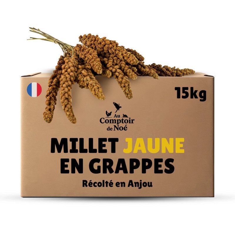 Millet en grappe jaune 15Kg brut- cultivé en Anjou