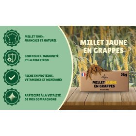 Millet grappe jaune pour oiseaux 5Kg brut - cultivé en Anjou