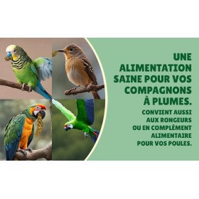 Millet grappe jaune pour oiseaux 5Kg brut - cultivé en Anjou