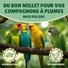 Millet grappe jaune pour oiseaux 5Kg - cultivé en Anjou