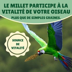 Millet grappe pour oiseaux 5Kg - cultivé en Anjou