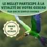 Millet grappe jaune pour oiseaux 5Kg brut - cultivé en Anjou