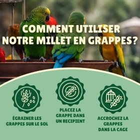 Millet grappe pour oiseaux 5Kg - cultivé en Anjou