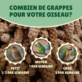 Millet grappe pour oiseaux 5Kg - cultivé en Anjou