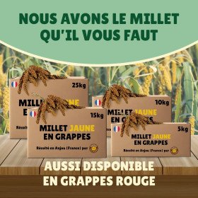 Millet grappe jaune pour oiseaux 5Kg - cultivé en Anjou