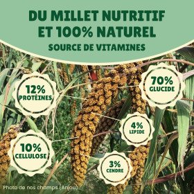 Carton millet en grappe jaune 10 Kg brut - cultivé en Anjou