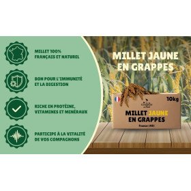 Carton millet en grappe jaune 10 Kg brut - cultivé en Anjou