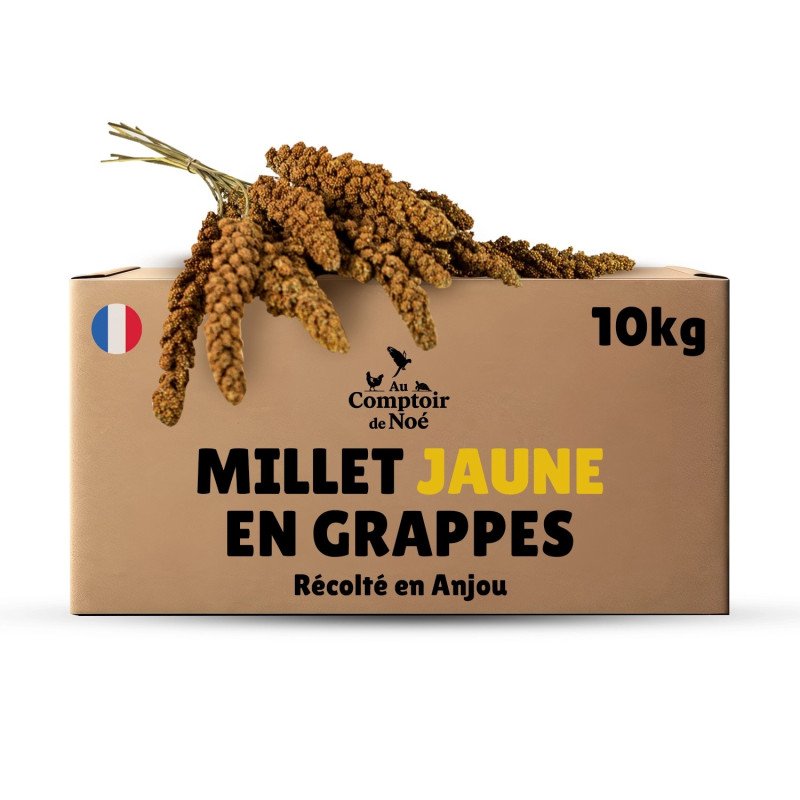 Carton millet en grappe jaune 10 Kg brut - cultivé en Anjou