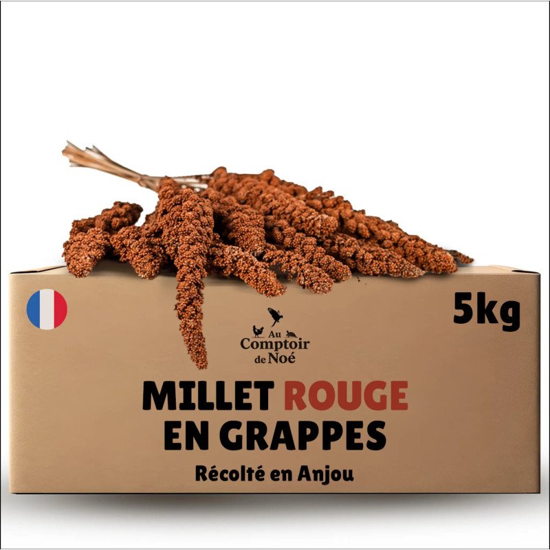 Millet rouge grappe pour oiseaux 5Kg brut - cultivé en Anjou