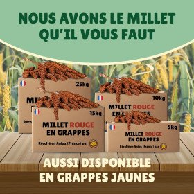 Millet rouge grappe pour oiseaux 5Kg - cultivé en Anjou