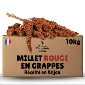 Carton millet en grappe rouge 10 Kg brut  - cultivé en Anjou