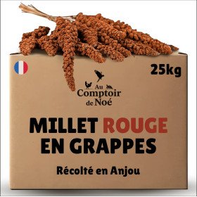 Millet en grappe rouge 25 Kg brut  - cultivé en Anjou