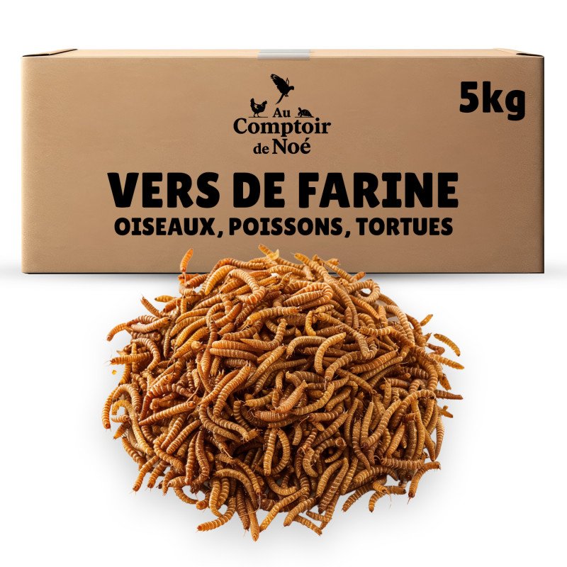 copy of Vers de farine séchés en gros