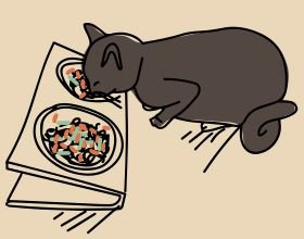 Nourriture pour chat
