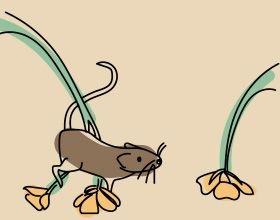 Alimentation Rat et Souris