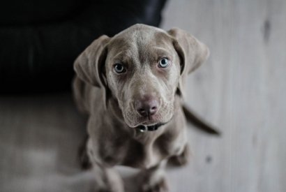 L'anxiété chez le chien