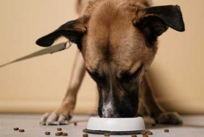 Mon chien ne mange plus : comment réagir ?