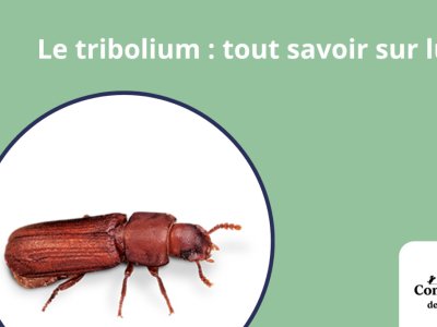 Le tribolium : tout savoir sur lui