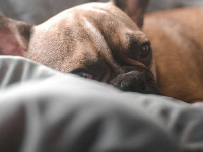 Les effets du stress sur la santé de votre chien