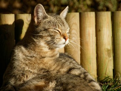 Comment choisir la meilleure litière pour chat ?