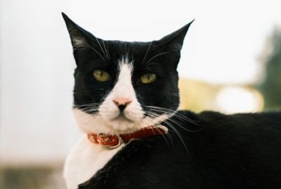 Comment calmer un chat en période de chaleur ? 